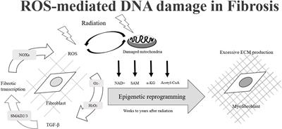 Modulators of radiation-induced cardiopulmonary toxicities for non-small cell lung cancer: Integrated cytokines, single nucleotide variants, and HBP systems imaging